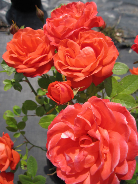 Edelrose Piccadilly2
